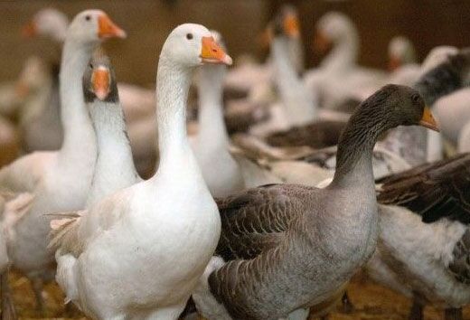 04duck