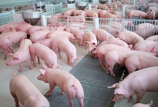 05pig