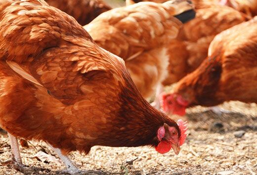 06chicken