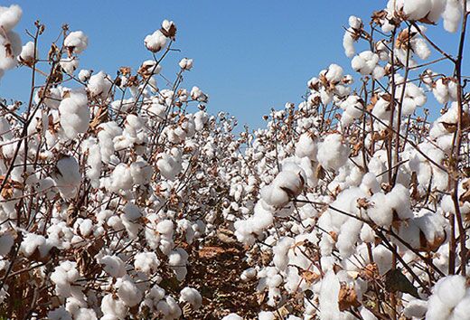 10cotton
